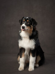 dog on a brown background in studio. Tricolor puppy Australian Shepherd