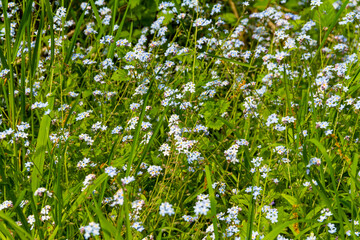 Fototapeta premium forget-me-not flowers