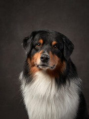 dog on a brown background in studio. Tricolor Australian Shepherd