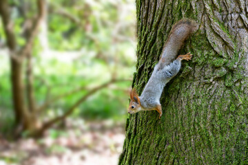 Squirrel close-up on a tree trunk in the forest on a sunny day