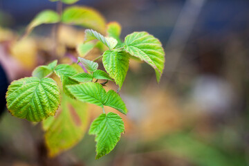 close-up shot of raspberry leaves in yellow-green color in autumn