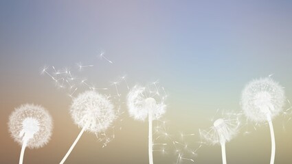 Beautiful wallpaper with white dandelions seeds