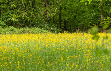 forest and flower meadow