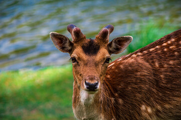 Portrait of a young deer near the waterfront