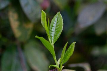 Closeup, Top of Green tea leaf in the morning, tea plantation, blurred background.