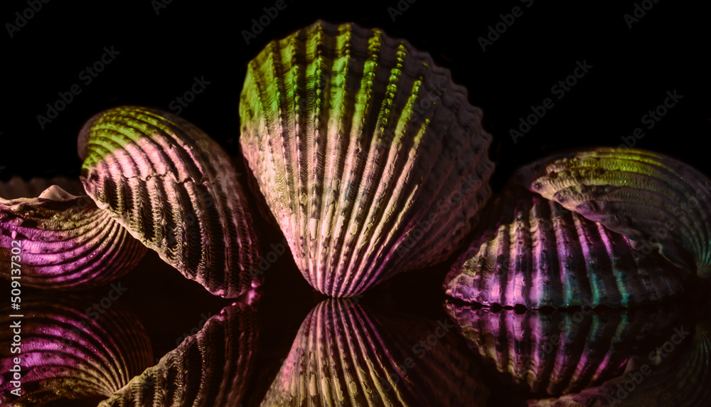 Poster beautiful sea old seashells in neon light. minimalism retro style concept. black background pattern 