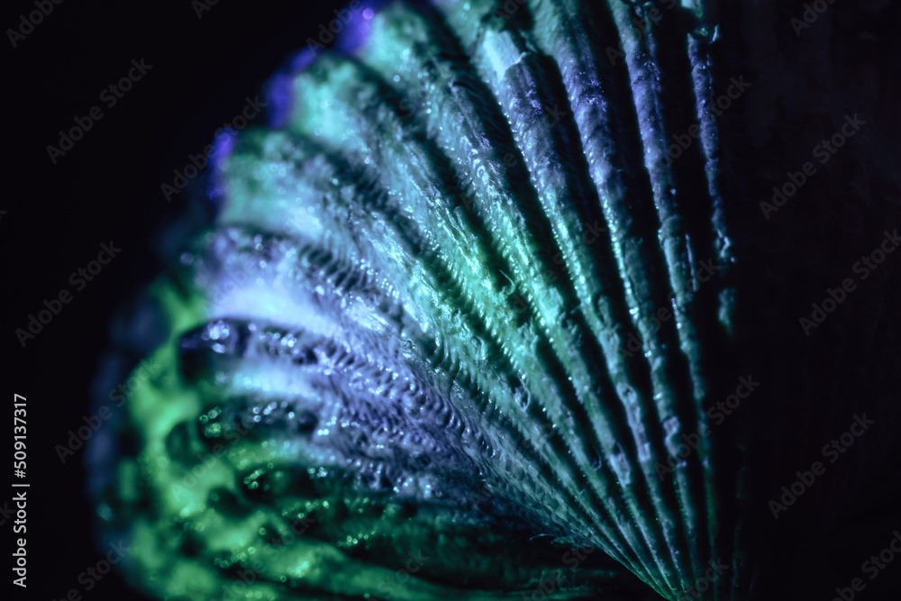 Aufkleber Close up Beautiful sea old seashells in neon light. Minimalism retro style concept.  Background pattern for design. Macro photography view.