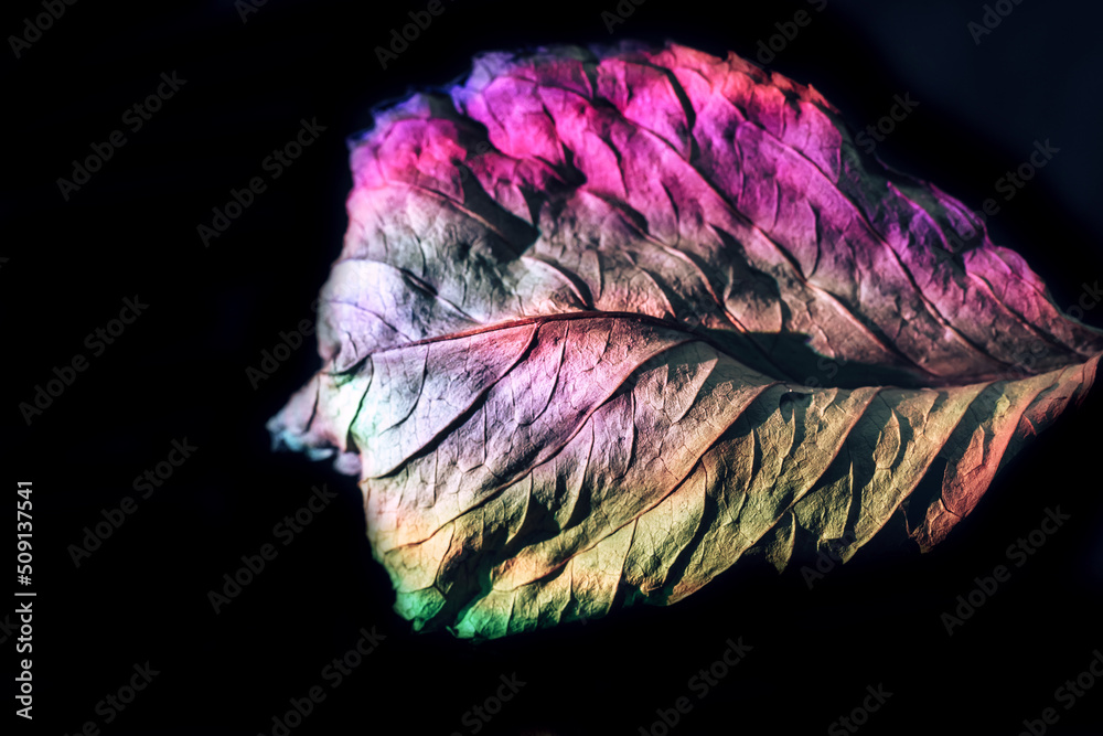 Aufkleber beautiful abstract leaf in neon light. minimalism modern style concept. background pattern for desig
