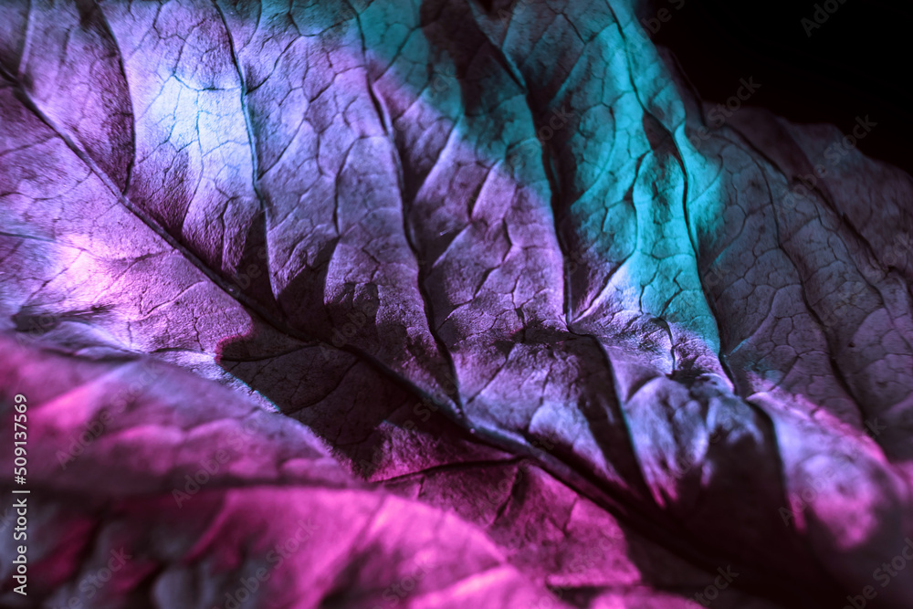 Aufkleber Beautiful abstraction leaf texture  neon light. Minimalism retro style concept. Background pattern for design. Macro photography view.