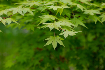 Japanese maple flowers. After the flowers bloom in spring, they attach propeller-shaped samara, and then they soar in the wind and fall to the ground to sprout.