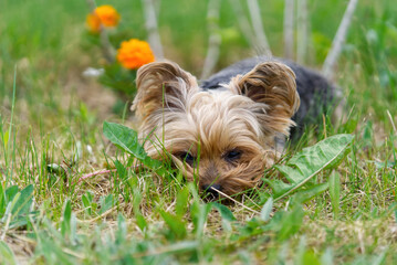 Yorkshire Terrier puppy lies in the low spring grass close to flowers. Funny small York puppy on golden hour time photography. close up
