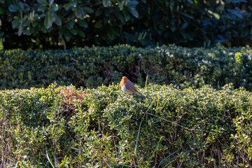 Fototapete bei efototapeten.de bestellen   