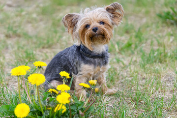 Yorkshire Terrier puppy sitting on the grass close to flowers. Funny small York puppy on golden hour time photography. close up