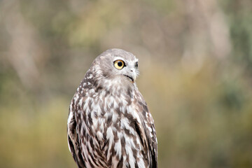the barking owl sounds like a dog barking