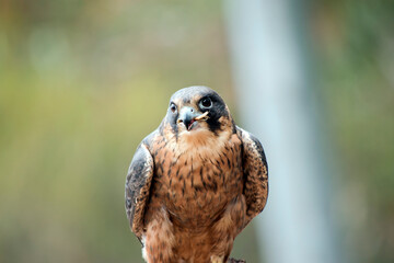 the brown falcon can catch its prey while flying