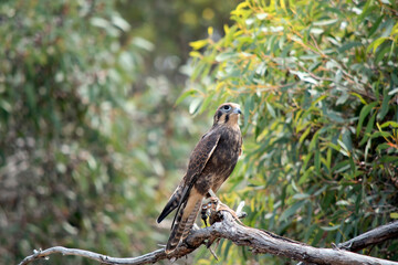 the brown falcon is perched on a tree branch