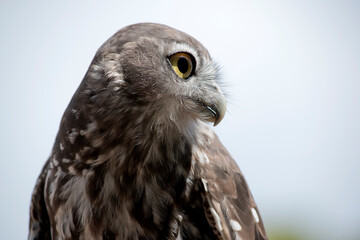 the barking owl has large bright yellow eye surrounded by a black line. his upperparts are brown coarsely spotted white