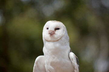 The barn owl is a medium-sized, pale-coloured owl with long wings and a short, squarish tail. It has a heart shape white face