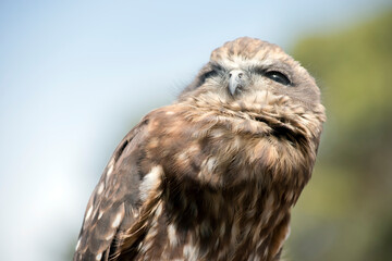 The Southern Boobook is the smallest and most common owl in Australia. Like other owl species, the Southern Boobook is nocturna