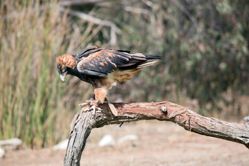 the black breasted buzzard is mottled brown and black feathers with brown feathers on the back of...