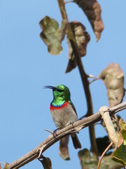 Bird on branch