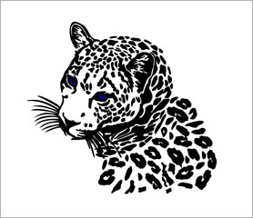Leopard vector