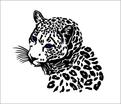 Leopard vector