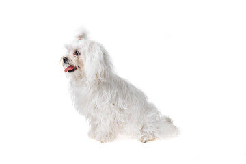 Beautiful and cute white bichon maltese dog over isolated background. Studio shoot of purebreed bichon puppy.