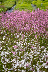 Obraz premium Flower