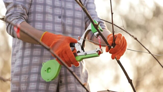Caucasian woman in garden gloves binding branches to wires in orchard. Close up of female gardener fixating grapevines with tying machine.