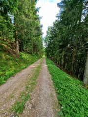 Fototapeta na wymiar Mountain trail trough the Black Forest. Scenic, romantic landscape with trees. Hiking trail near Feldberg. Baden-Wuerttemberg, Germany.