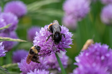 Flower in garder