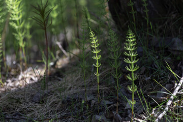 horsetail in the forest in the sun