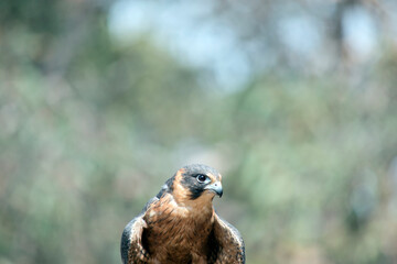 this is a close up of a an Australian hobby falcon