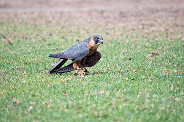 the Australian hobby falcon has caught a lore with food on it