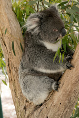 the koalai is eating gum leaves