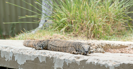 the lace lizard has a black face with a body of black and white spots