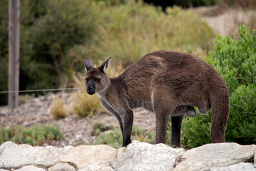 Naklejka na ściany i meble this is a male kangaroo-island kangaroo