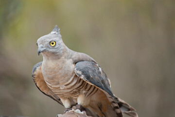 Fototapeta na wymiar the Pacific baza has a gry face with yellow eyes white and brown striped chest and drak grey wings