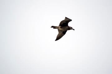 The gull is flying in a clear sky