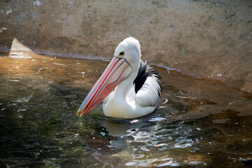 the pelican is a black and white sea bird