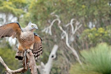 the Pacific baza is about to fly off the tree