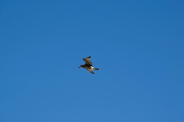 Obraz premium the young pacific gull is flying in a clear blue sky