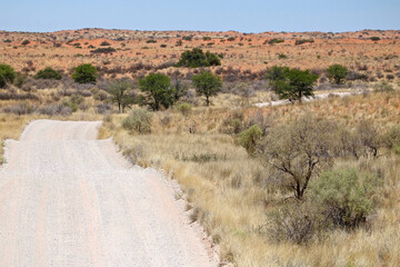 Open dirt road in the Kgalagadi, South Africa