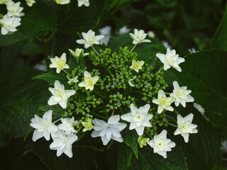 白い紫陽花　隅田の花火