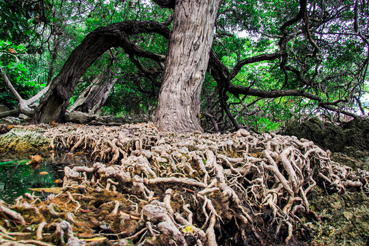 Roots of trees in a mangrove forest area in Thailand. Strange and rare trees. tree survival concept in nature