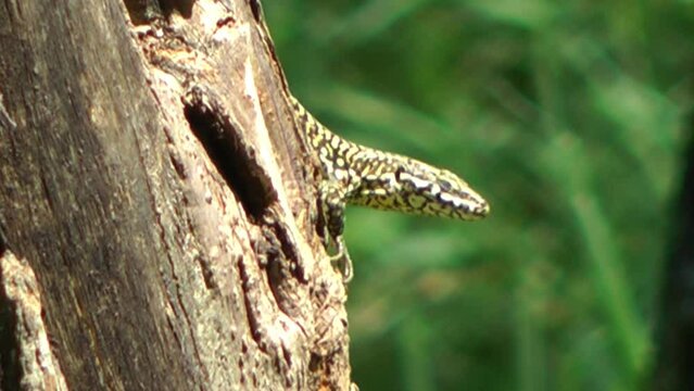 Lizard on a tree trunk.
