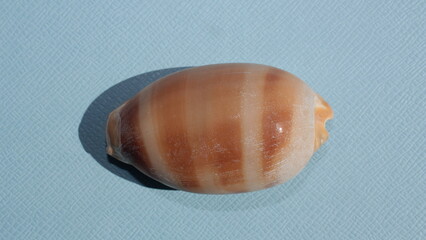 Seashell of sea snaill Panamanian deer cowrie or little deer cowrie (Macrocypraea cervinetta) on a blue background close-up. Place of find: Atlantic Ocean, Cuba, Varadero