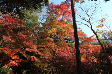 紅葉