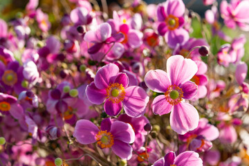 賑やかなシュウメイギク
